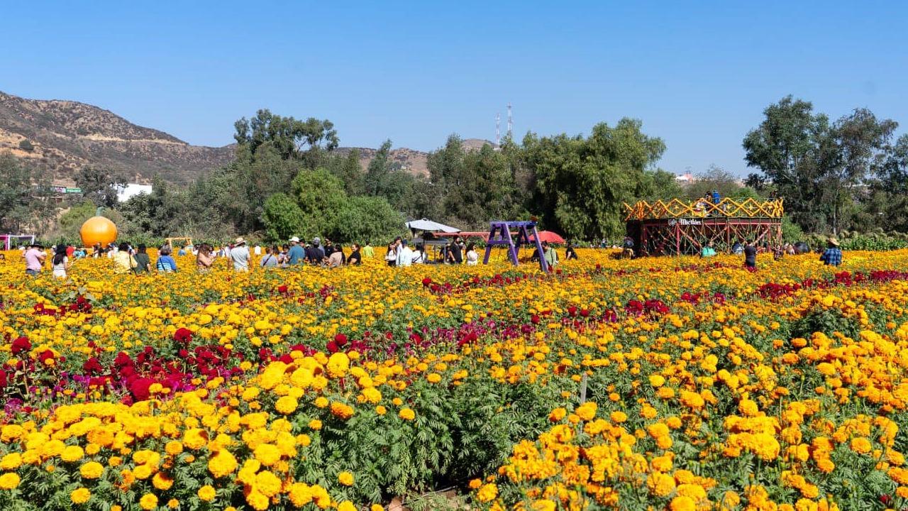 Ruta de las Flores: descubre esta belleza natural en Baja California