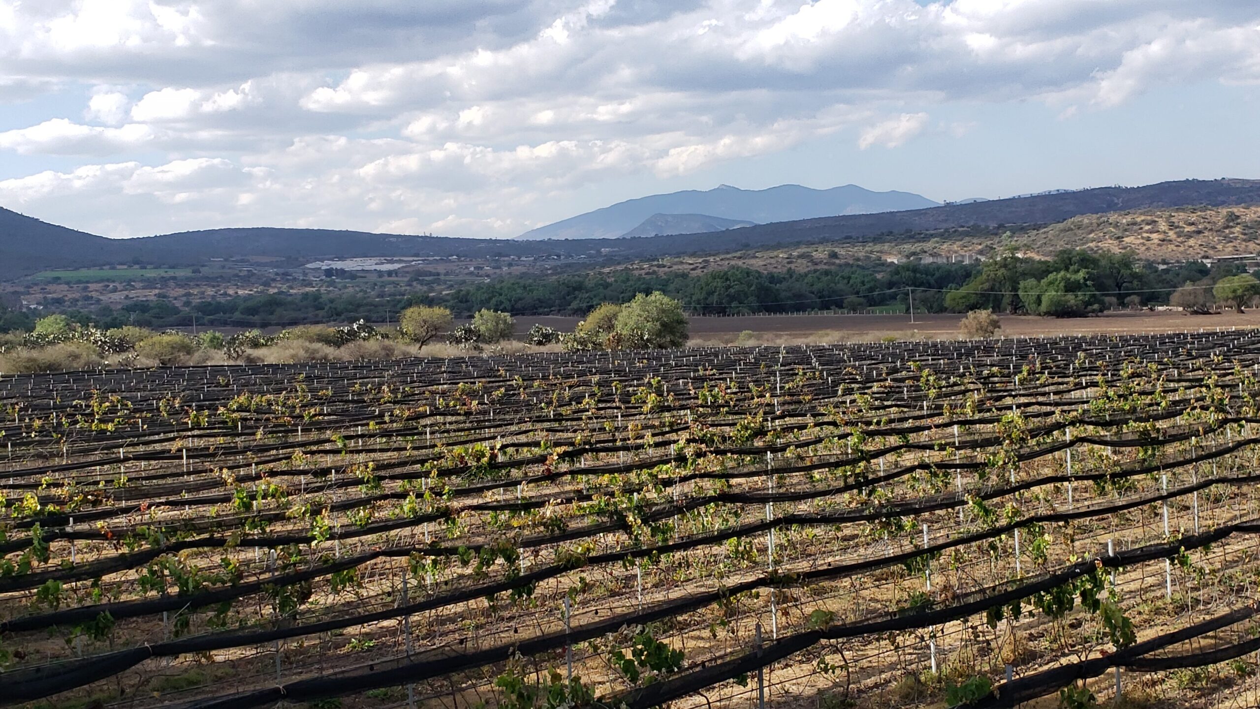 Viñedo Golondrinas en el rancho Flor de Alfalfa, Foto: DescubreMéxico