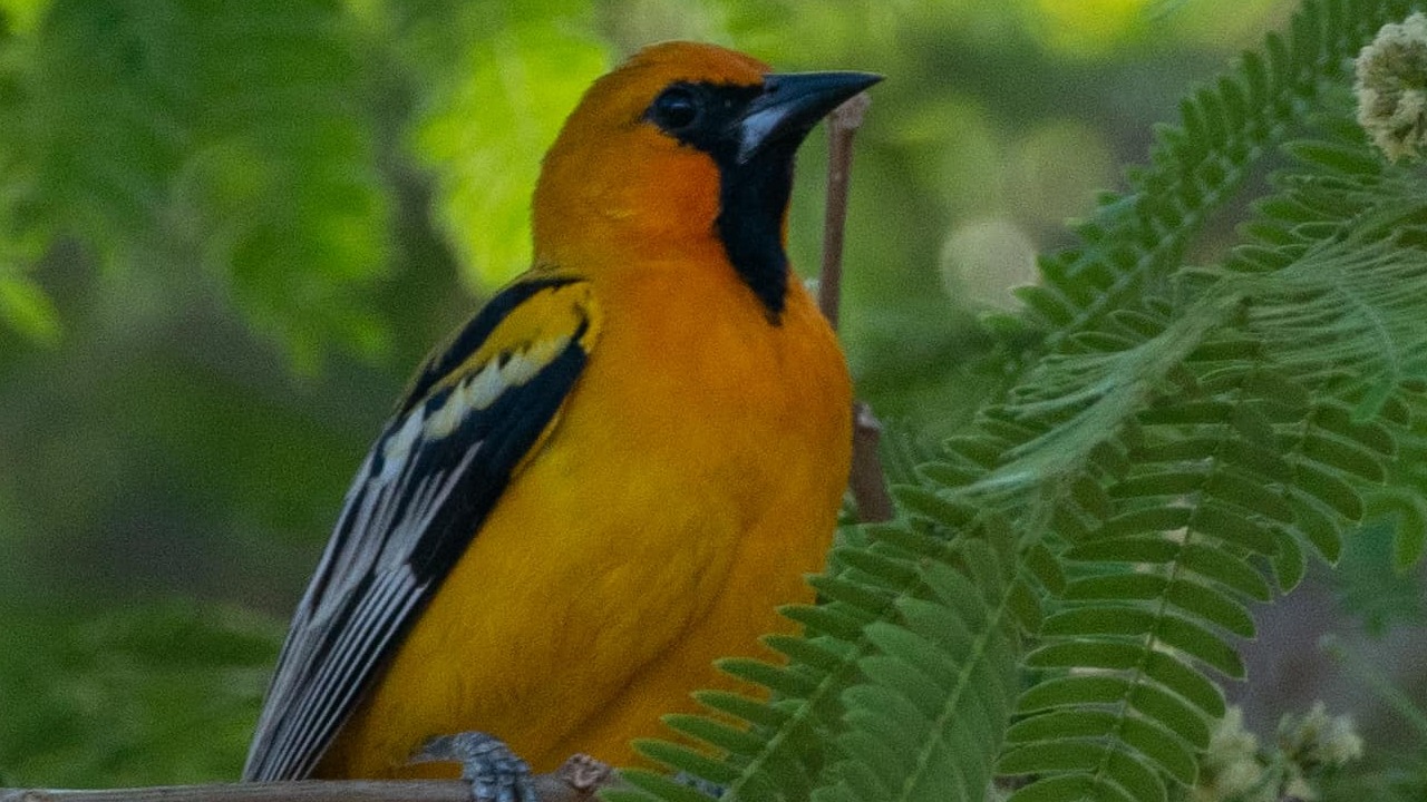 A ‘pajarear’ en el Festival de Observación de Aves de Colima