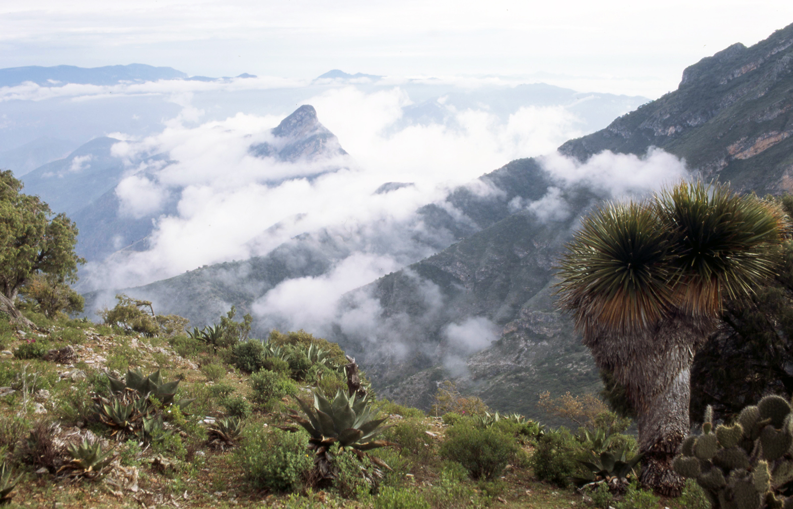 Reserva de la Biosfera Sierra Gorda en San Juan del Rio