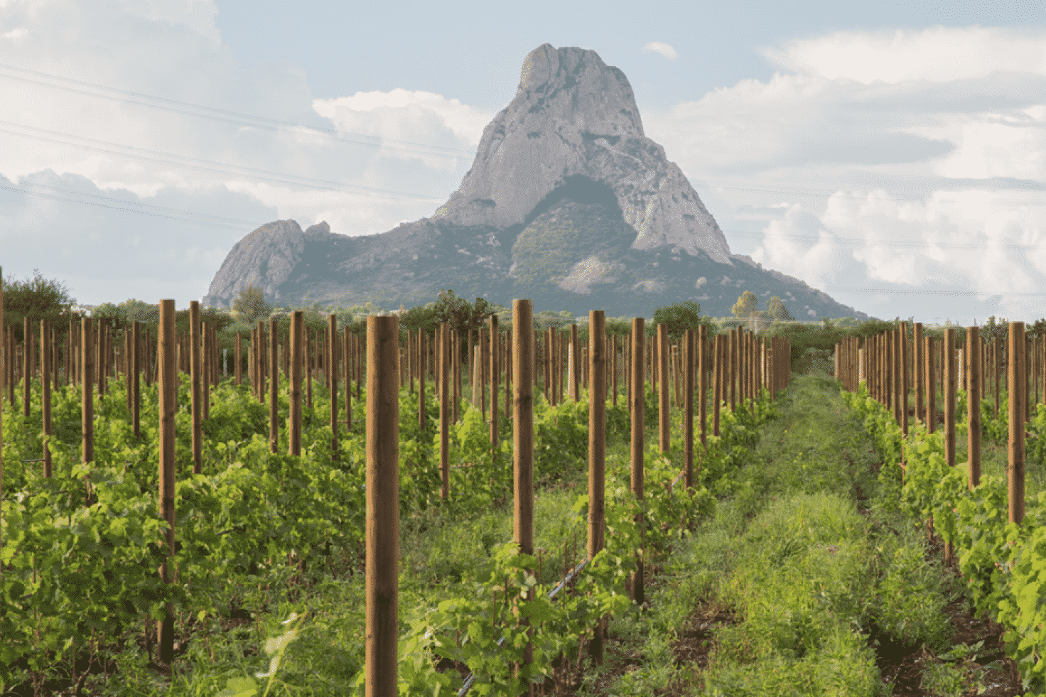 viñedo en Bernal