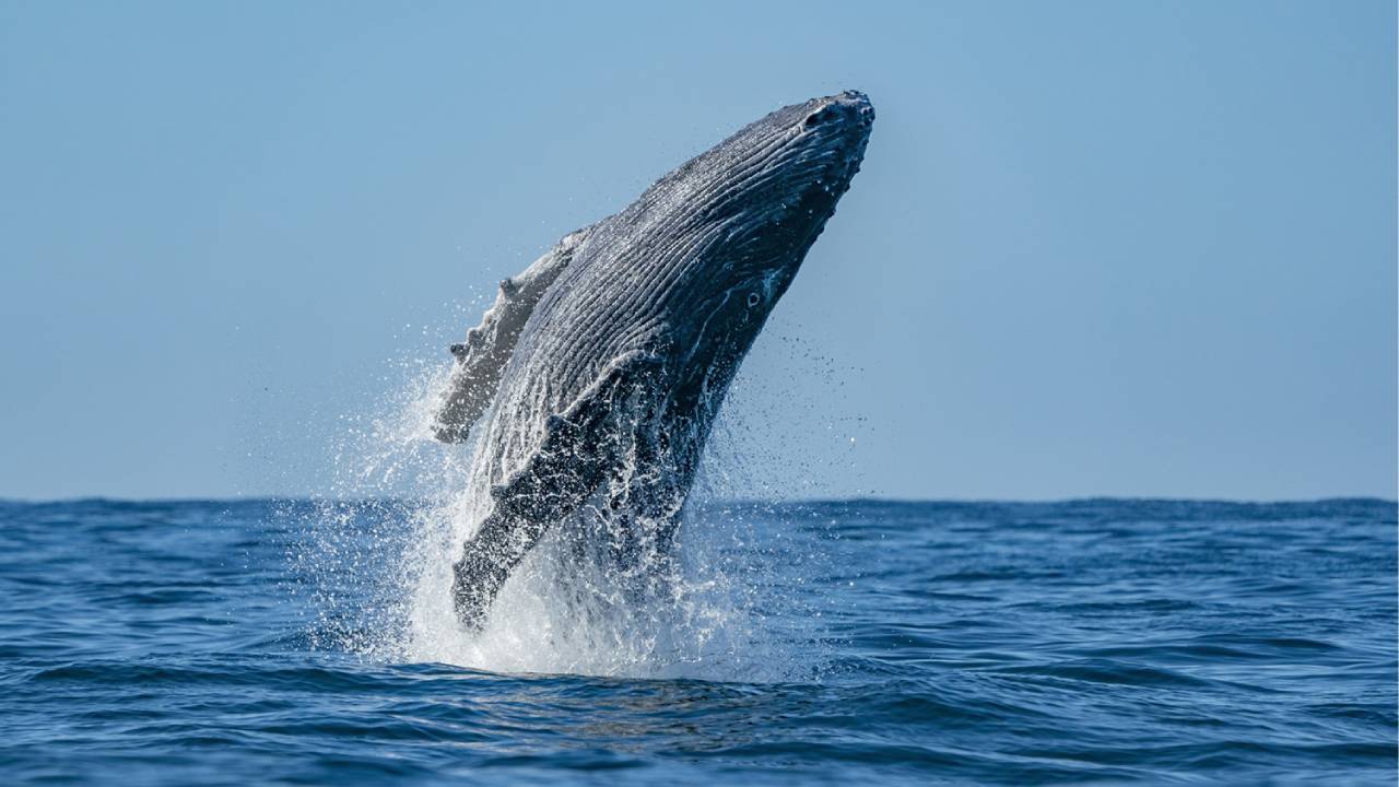 Llega a Puerto Vallarta ‘Nado por las Ballenas’, en pro de la conservación