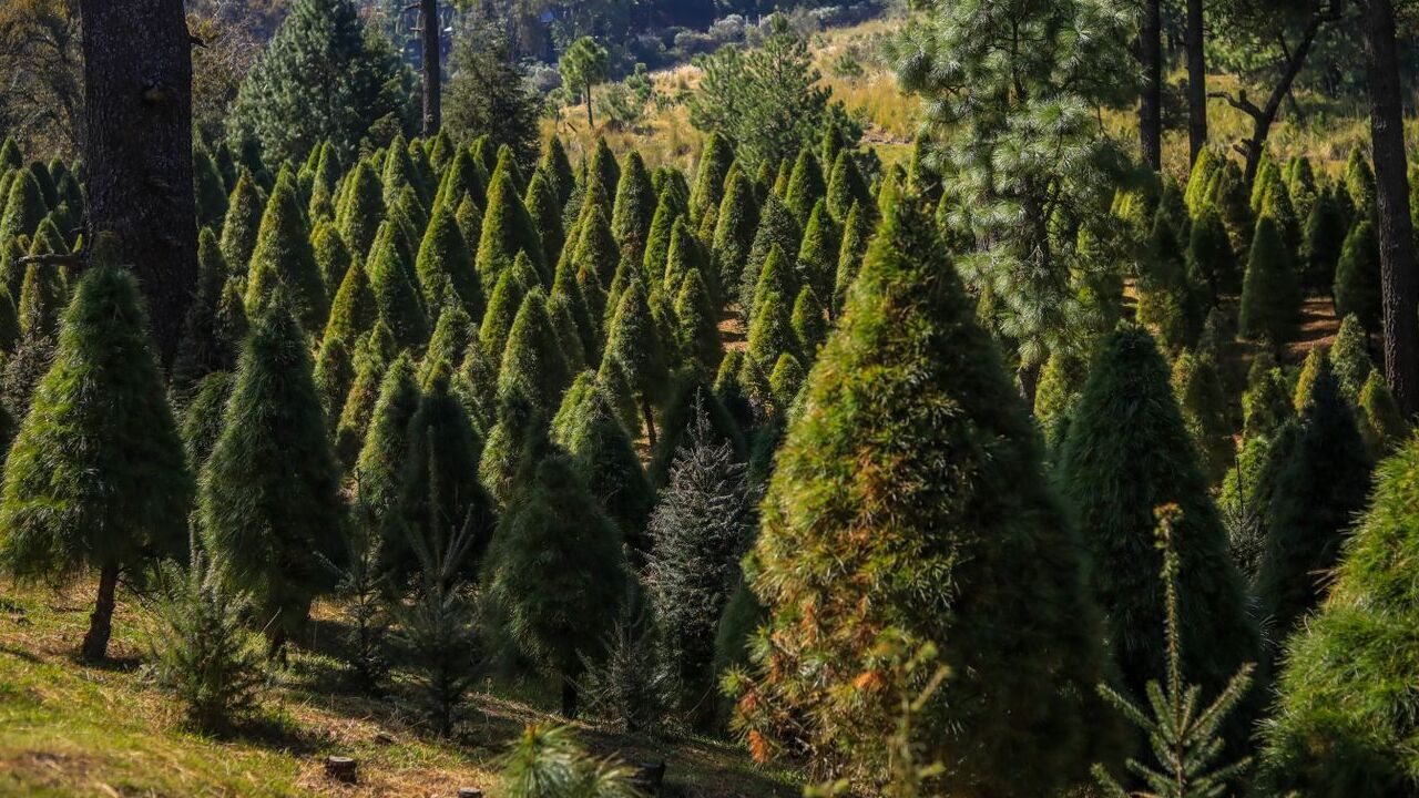 ¿Buscas tu árbol de Navidad? Te decimos dónde adquirirlo