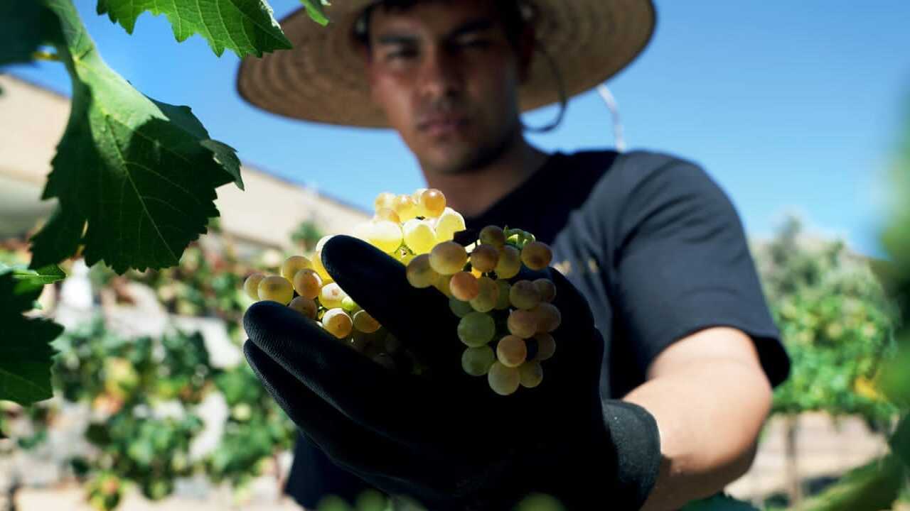 Descubre los viñedos mexicanos en las Rejas del Bosque de Chapultepec