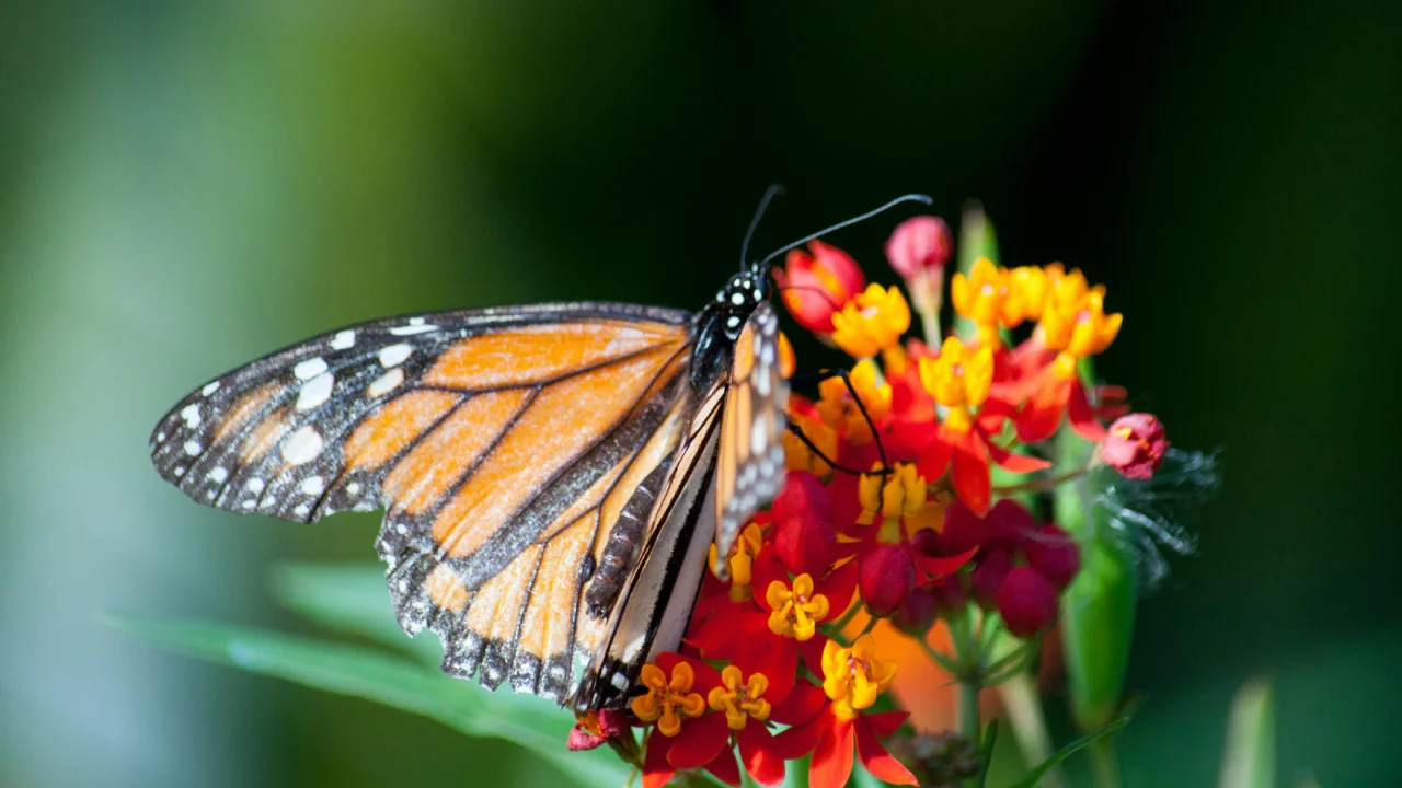 ¿Dónde puedo ver mariposas monarca en el Edomex?