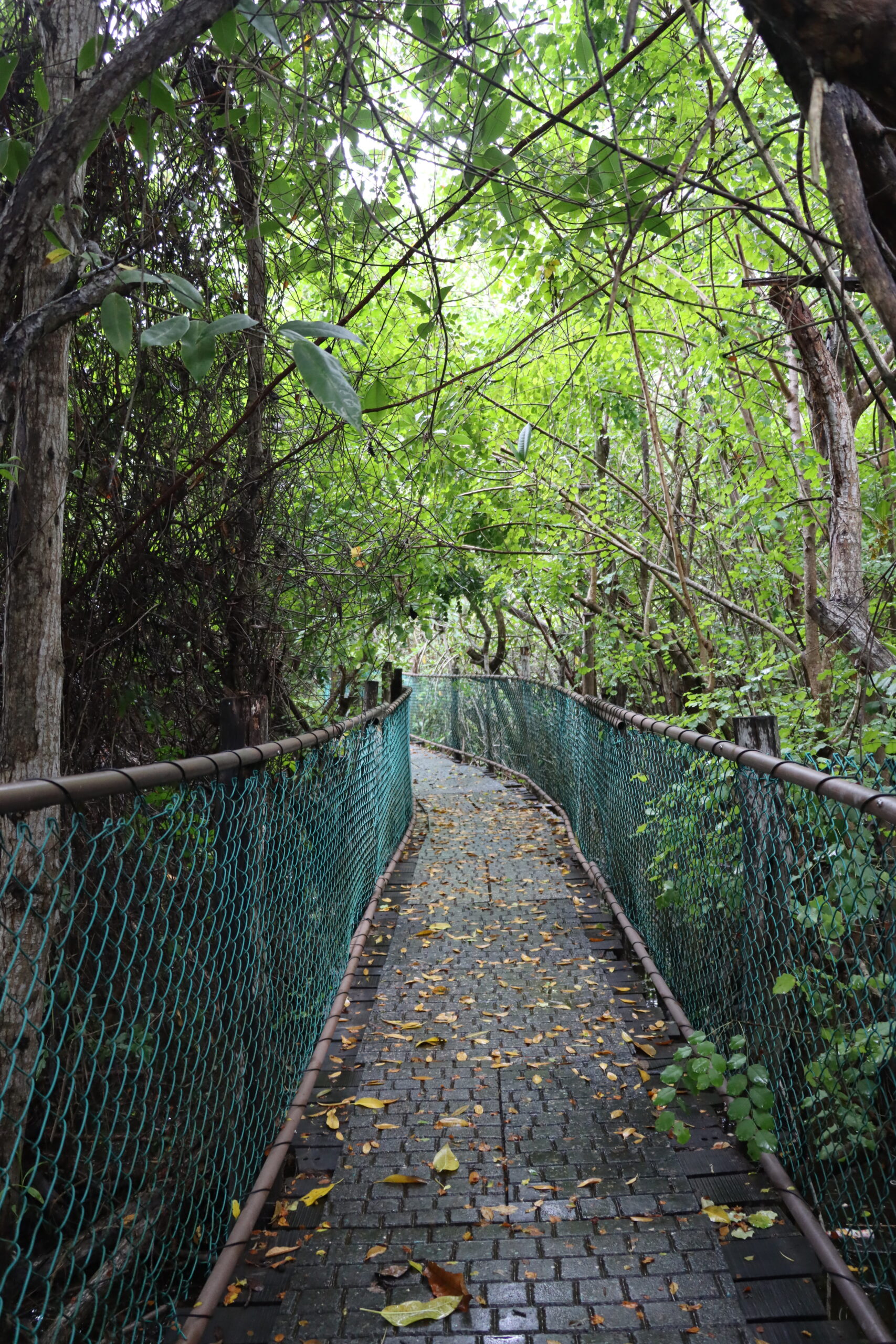 Cocodrilario de La Manzanilla