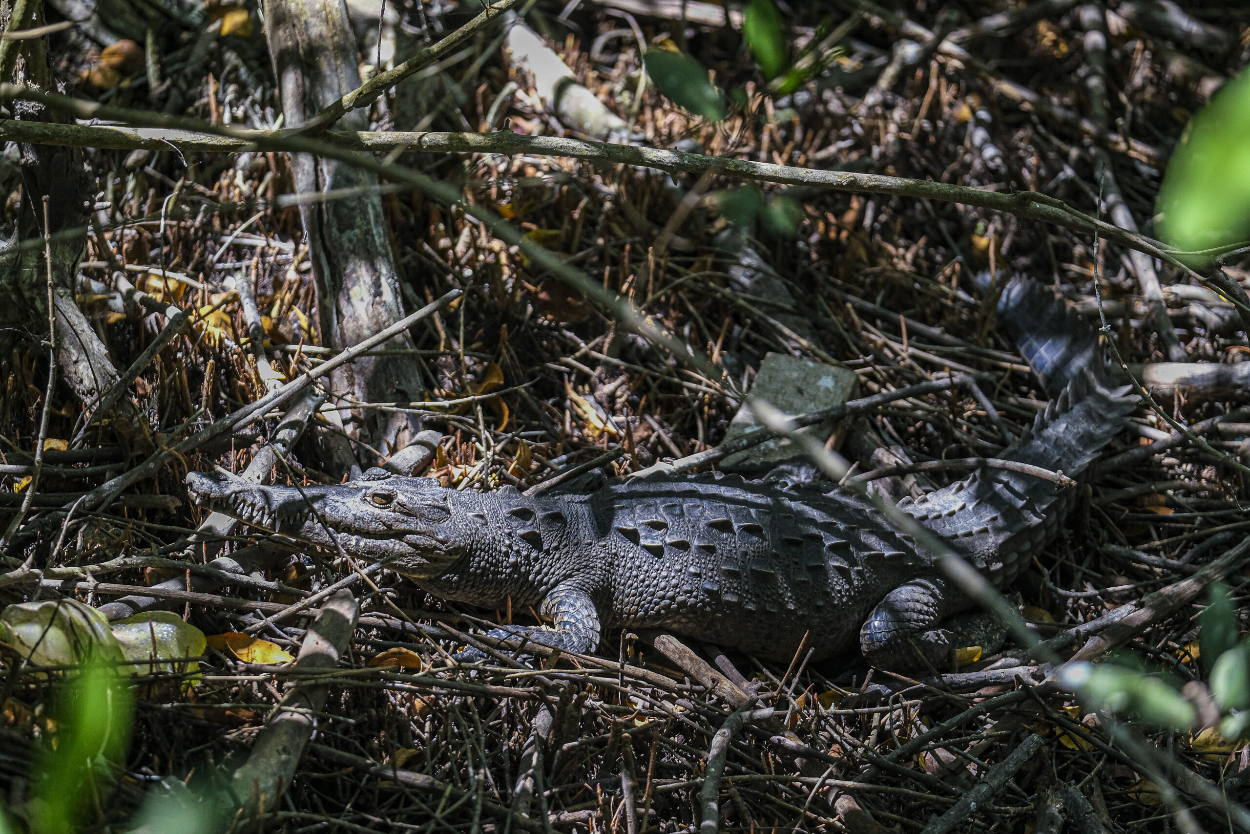 Cocodrilario de La Manzanilla