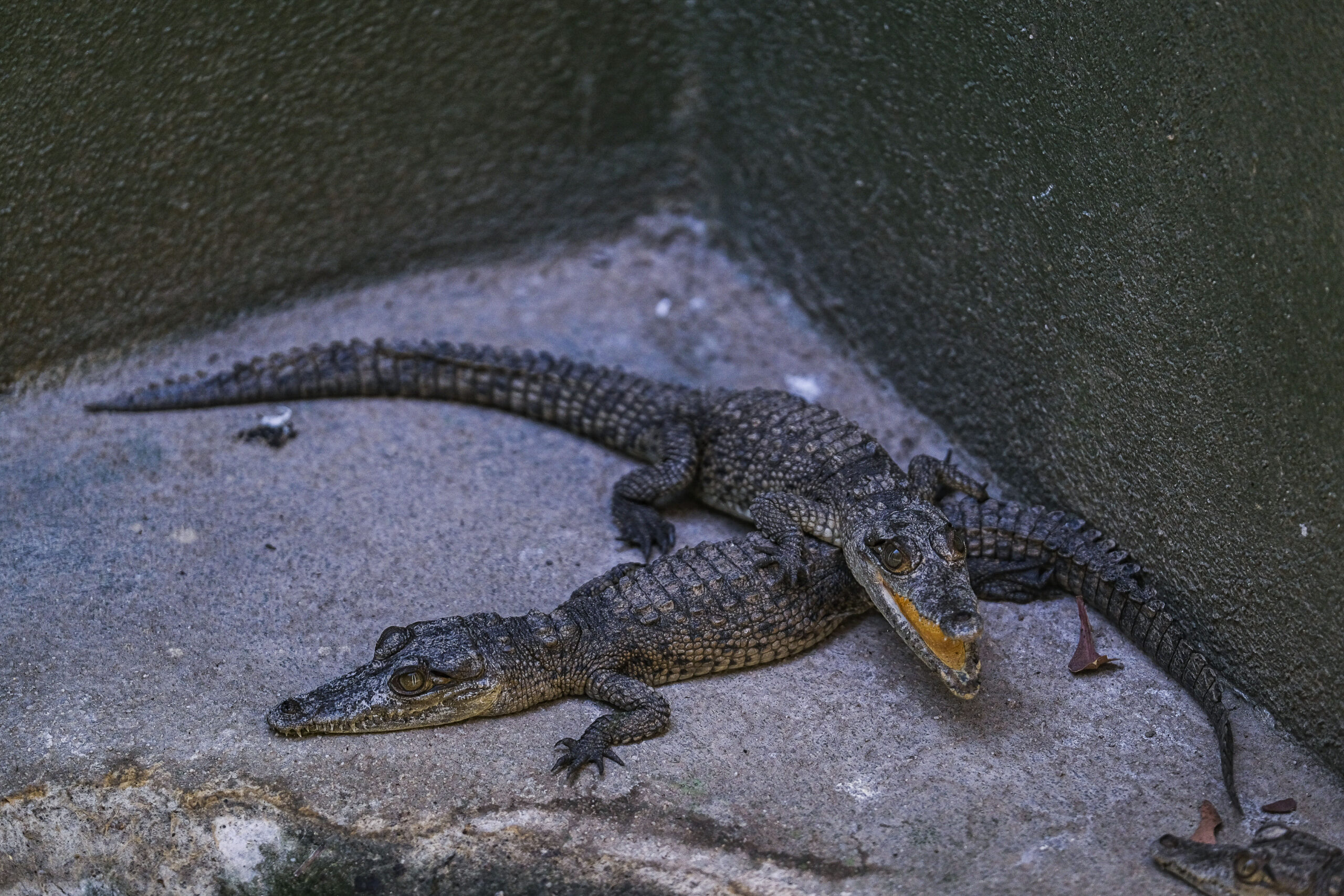 Cocodrilario de La Manzanilla