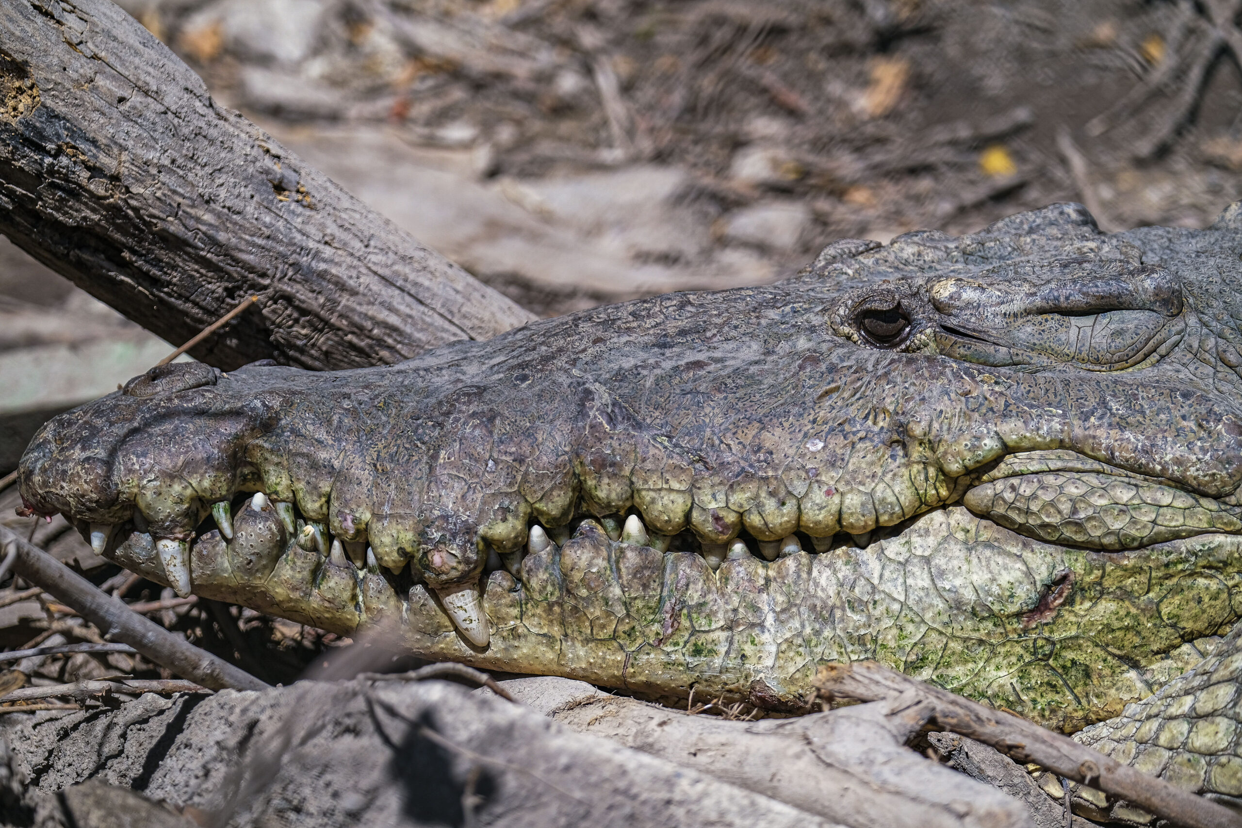 Cocodrilario de La Manzanilla