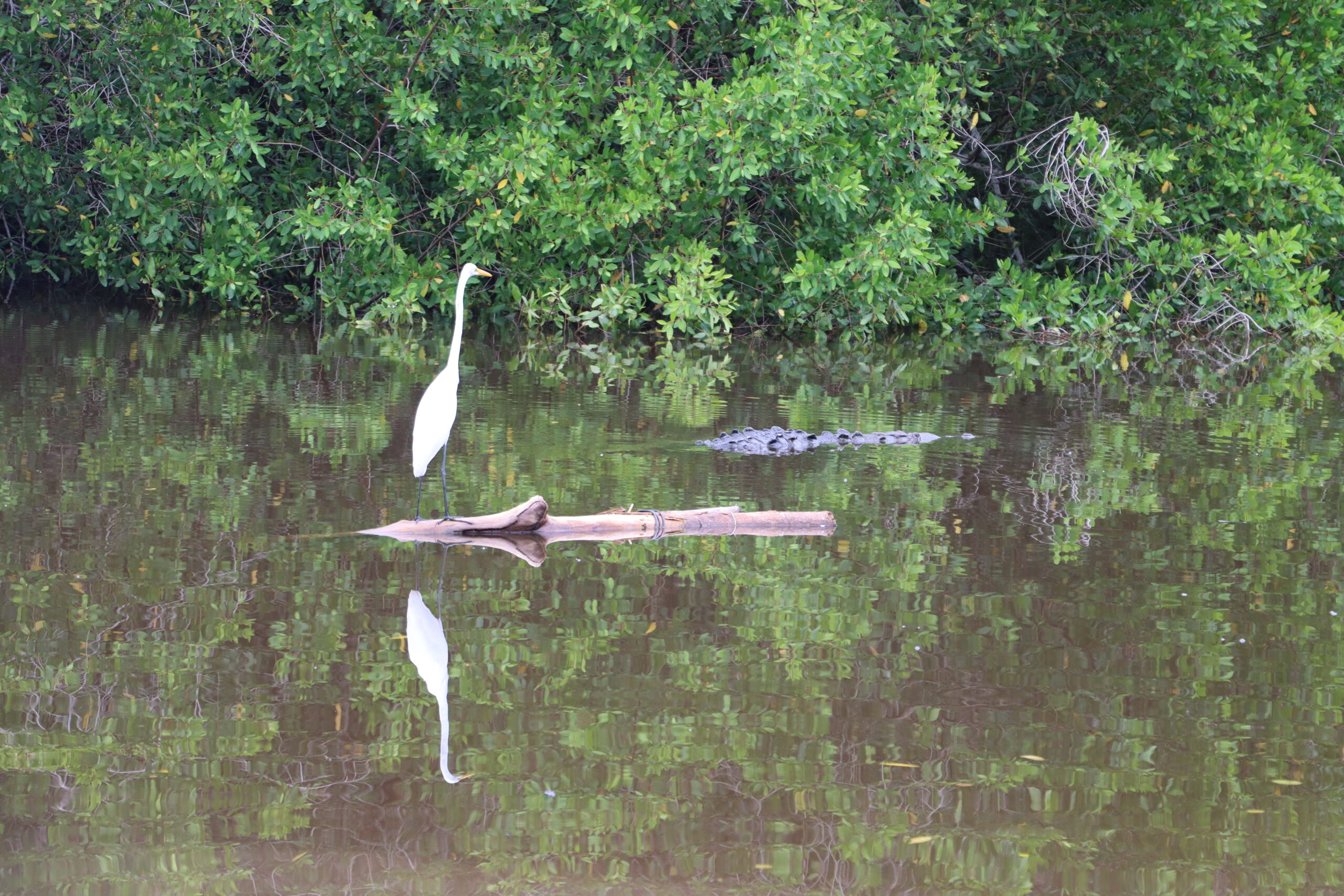 Cocodrilario de La Manzanilla