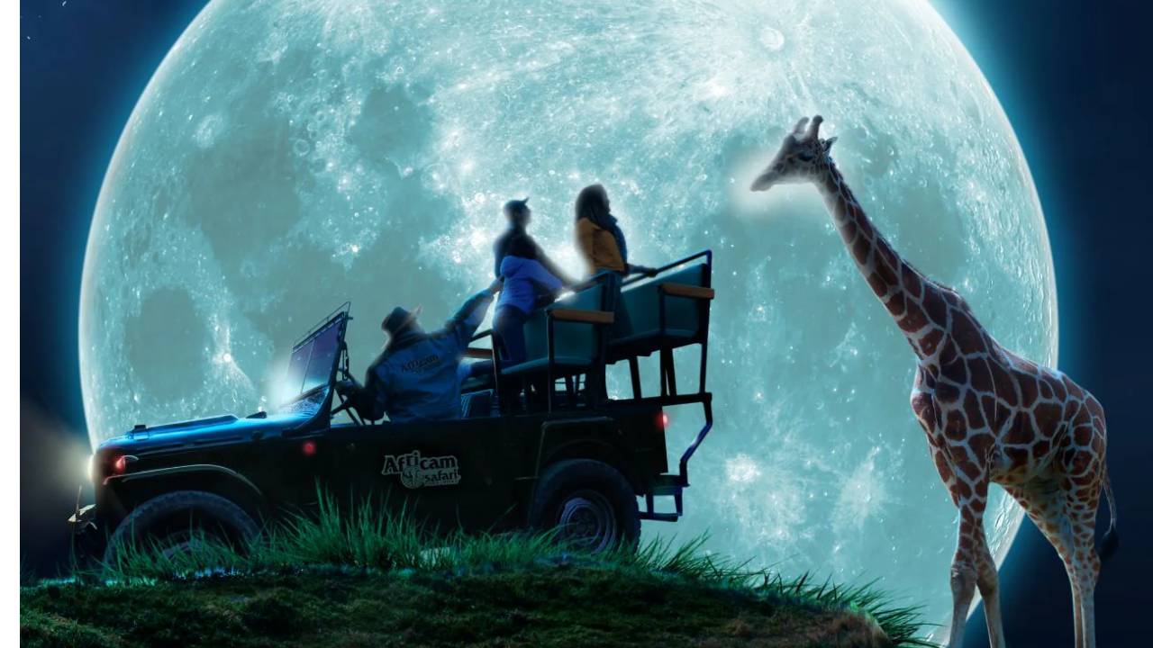 Descubre la magia del Moon Safari en el Africam mas conocido de Puebla