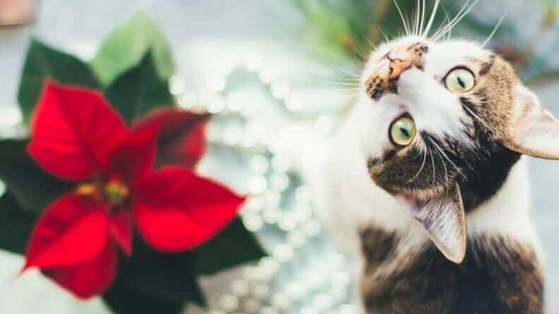 La flor de nochebuena puede ser tóxica para tus mascotas