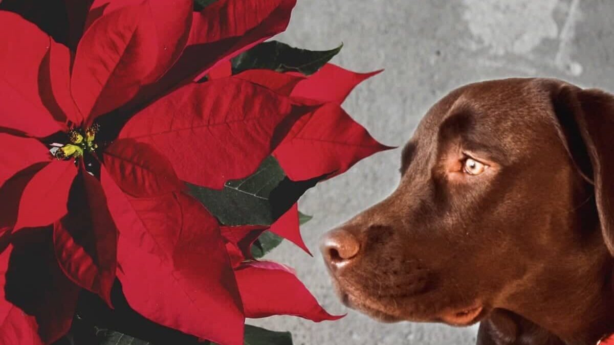 La flor de nochebuena puede ser tóxica para tus mascotas