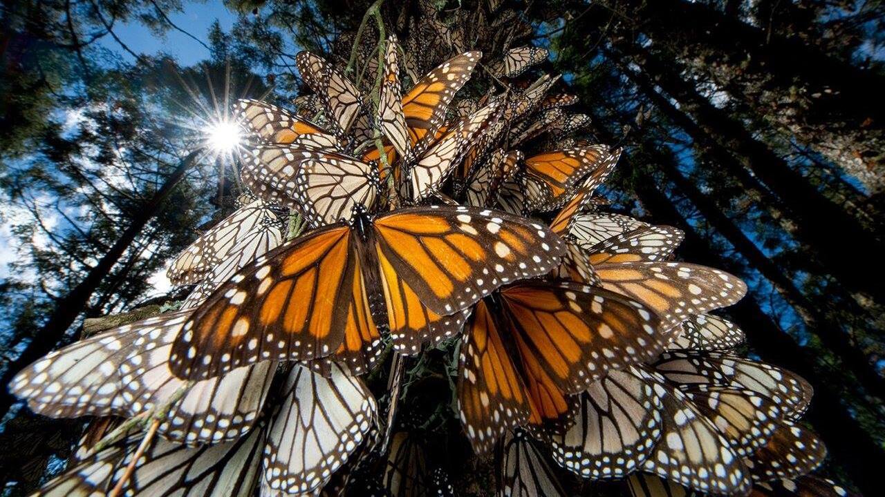 ¿Quieres admirar mariposas monarca? Hazlo con estos tours