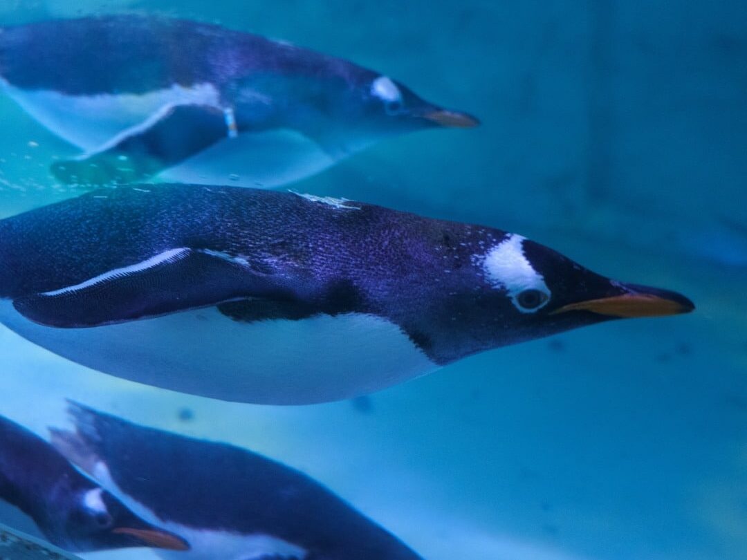 Día de los Pingüinos