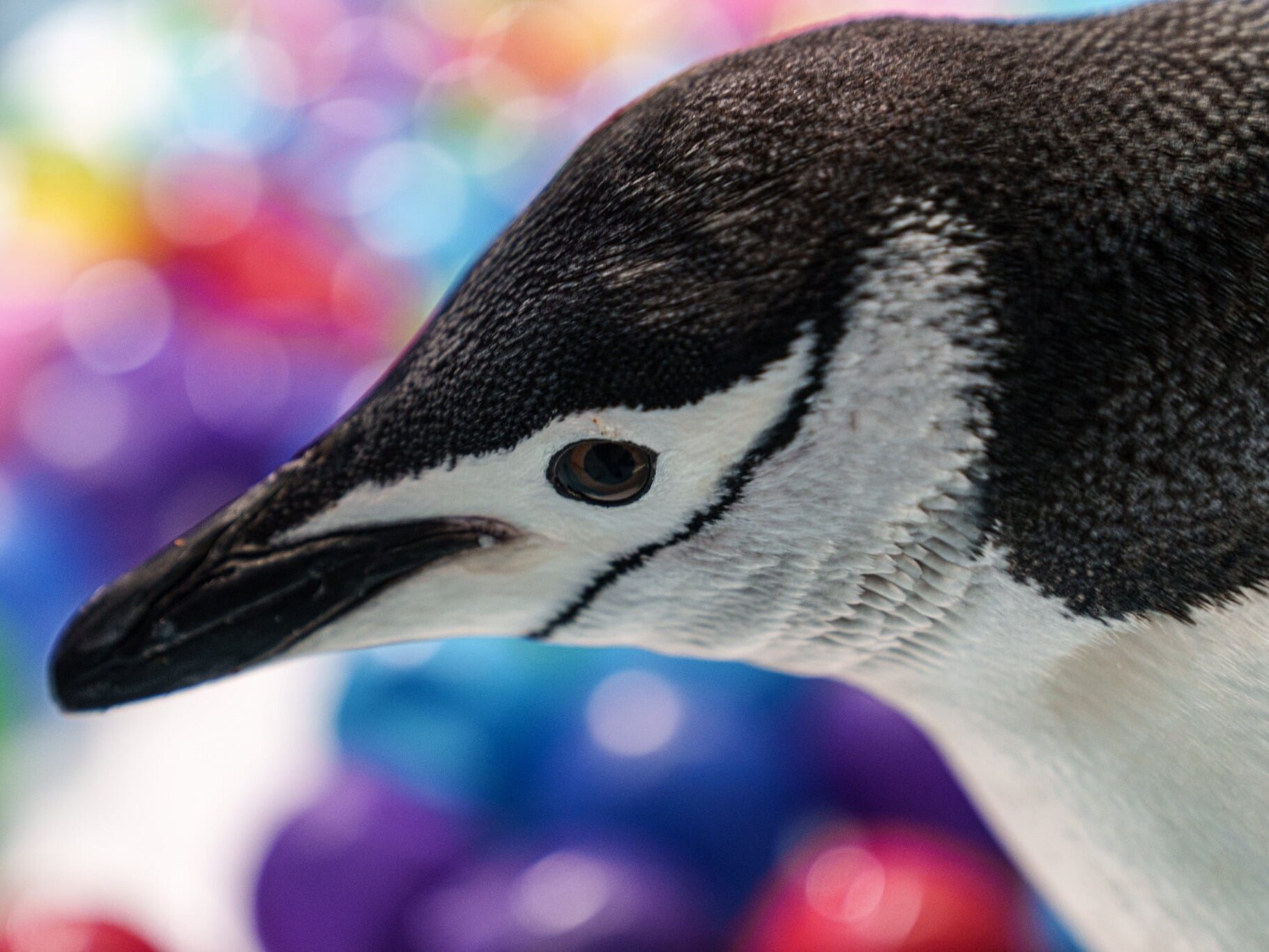 Día de los Pingüinos