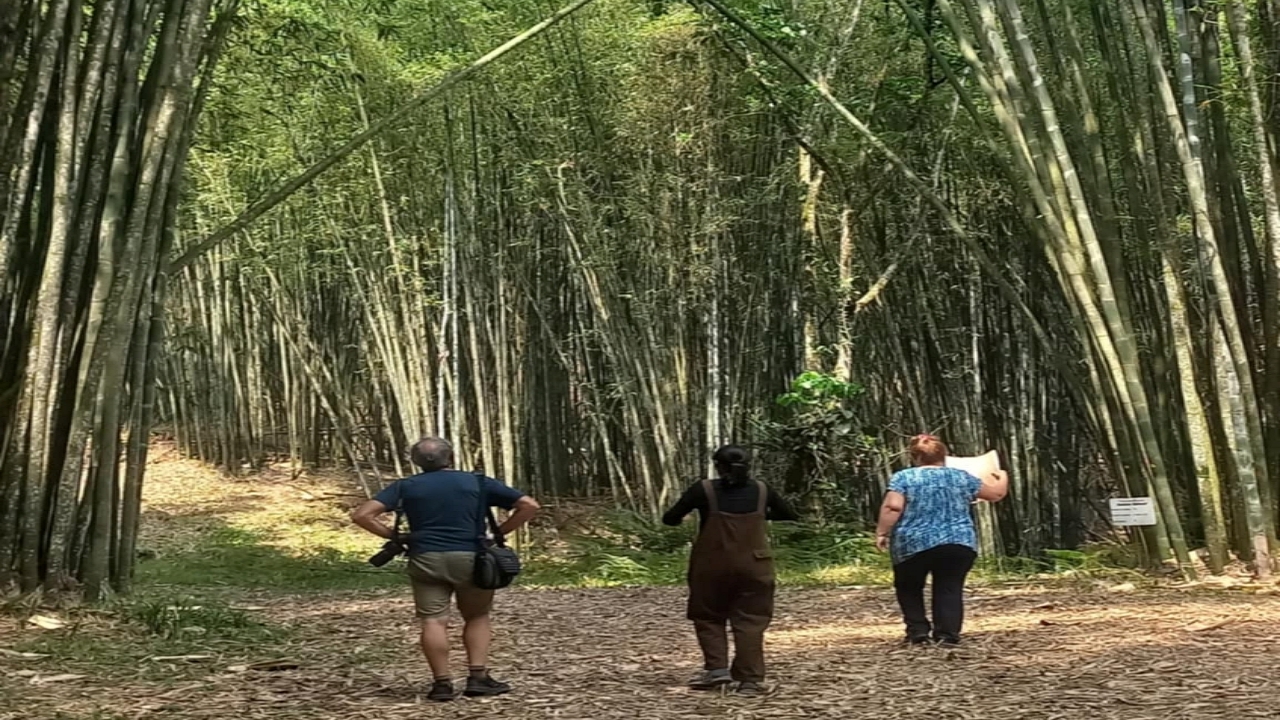 Conoce un bosque de bambú en Puebla, El Bambusal