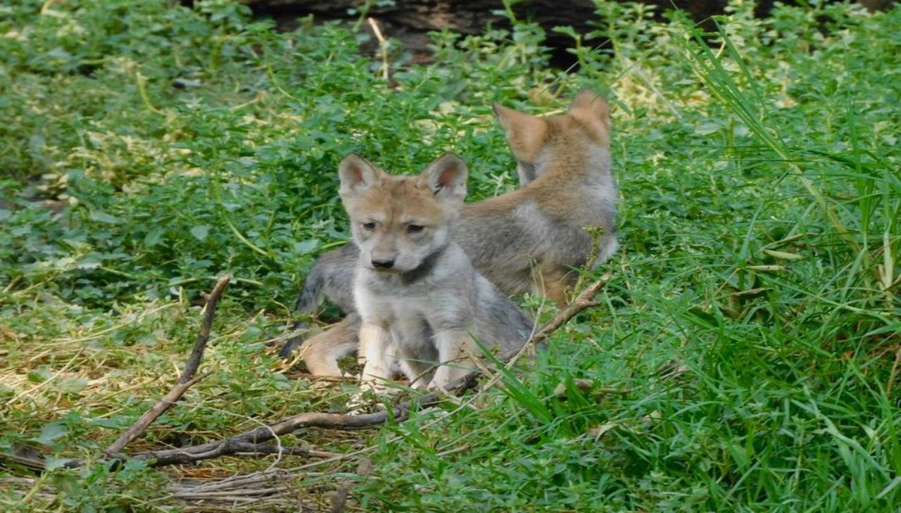 Nacen cuatro cachorros de lobo mexicano en San Juan de Aragón

