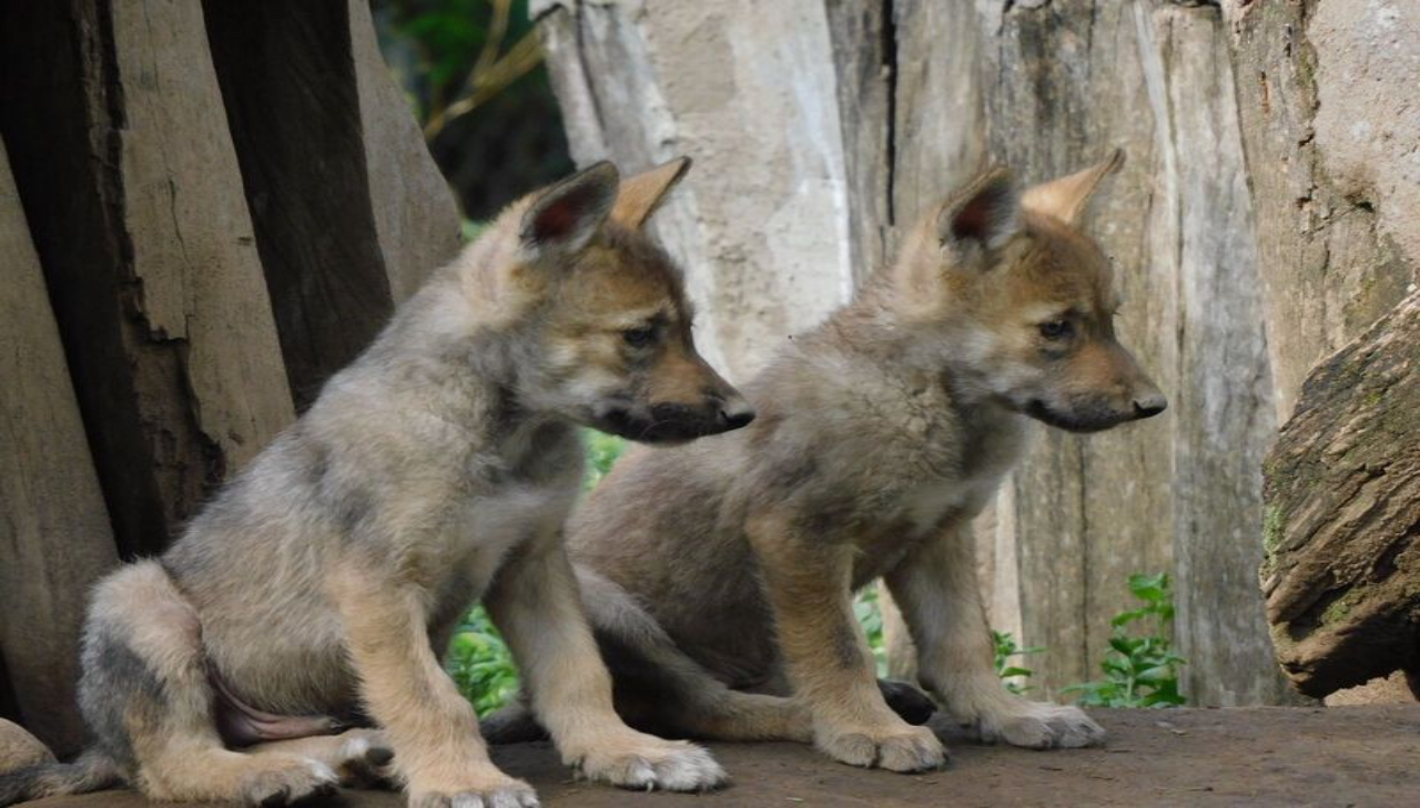 Nacen cuatro cachorros de lobo mexicano en San Juan de Aragón

