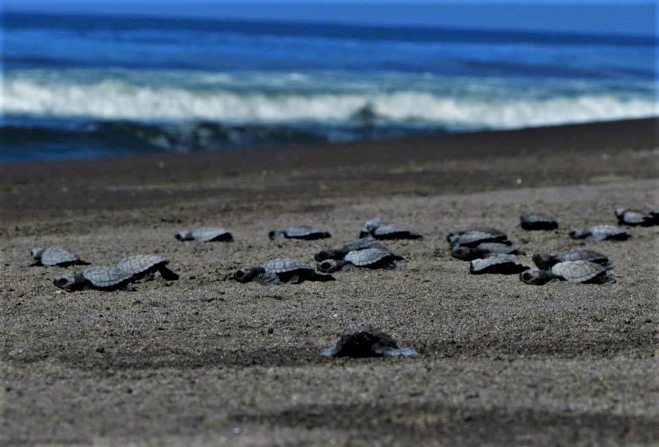 Liberación tortugas, Colima.