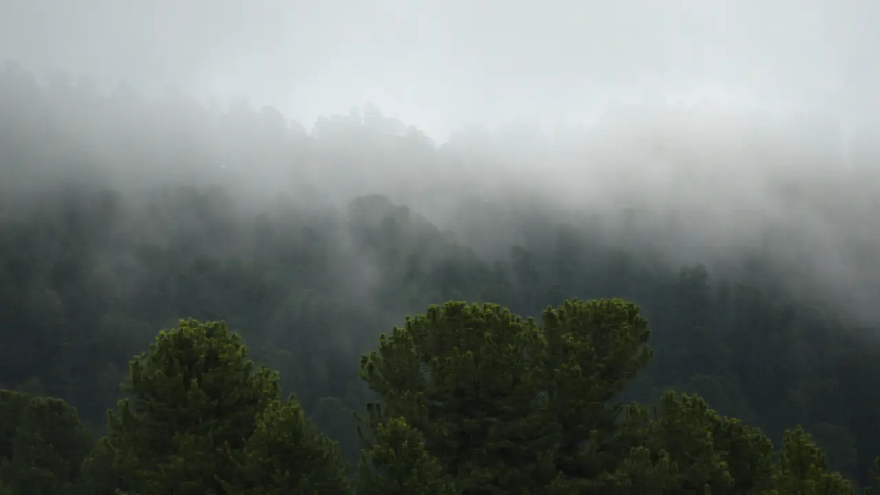 Guía para descubrir los bosques de niebla en México Guía para descubrir los bosques de niebla en México